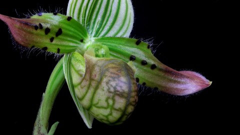 Paphiopedilum wallpapers high quality