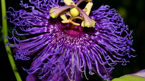 Passionflower wallpapers high quality