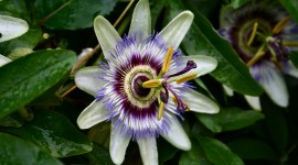 Passionflower Photo Download