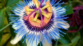 Passionflower Wallpaper Download