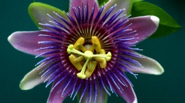 Passionflower Wallpaper Download Free