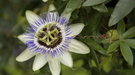 Passionflower Wallpaper HQ