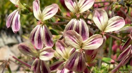 Pelargonium Pics