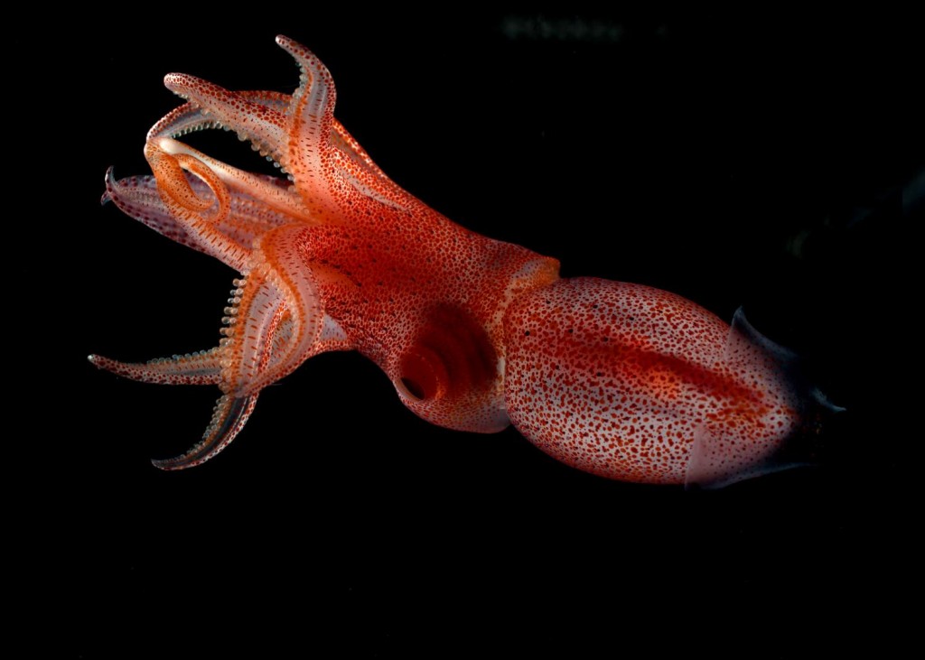 Squid wallpapers HD