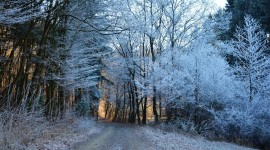 4K Winter Forest Photo