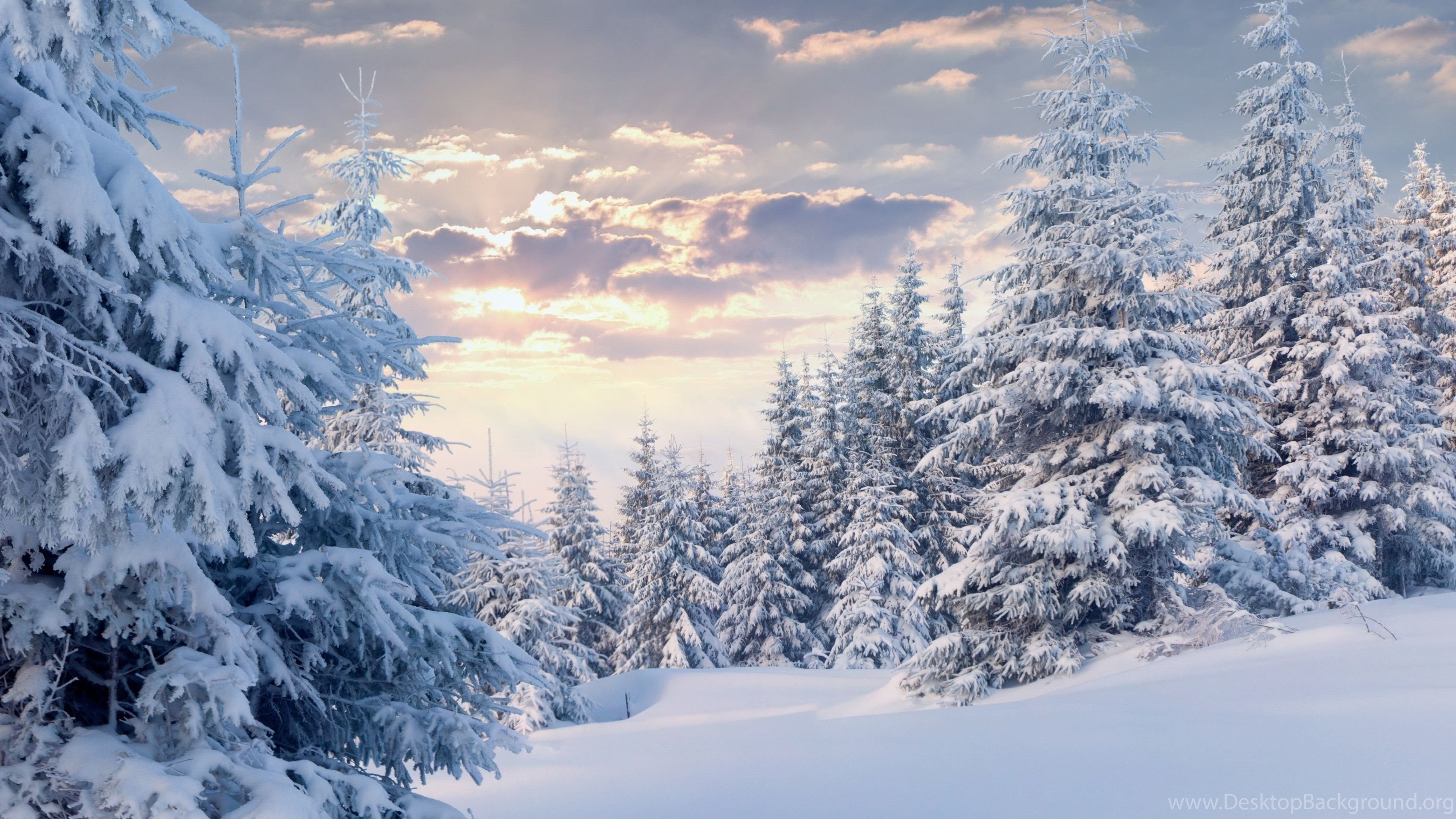 4K Winter Forest Wallpapers High Quality | Download Free