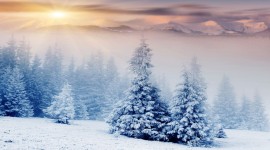 4K Winter Forest Wallpaper 1080p
