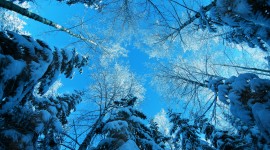 4K Winter Forest Wallpaper For Desktop