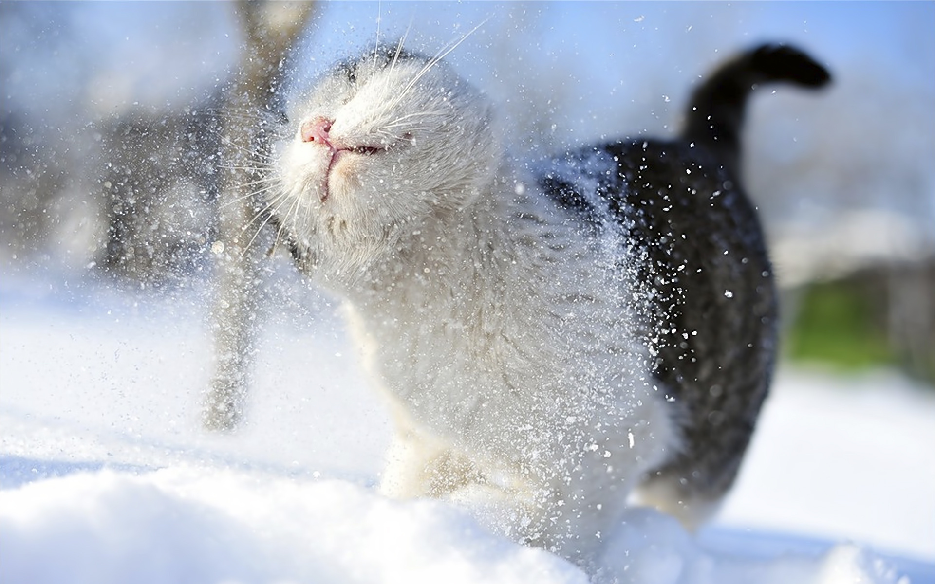 http://yesofcorsa.com/wp-content/uploads/2018/12/Animals-In-The-Snow-Best-Wallpaper.jpg