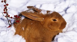 Animals In The Snow Wallpaper Download