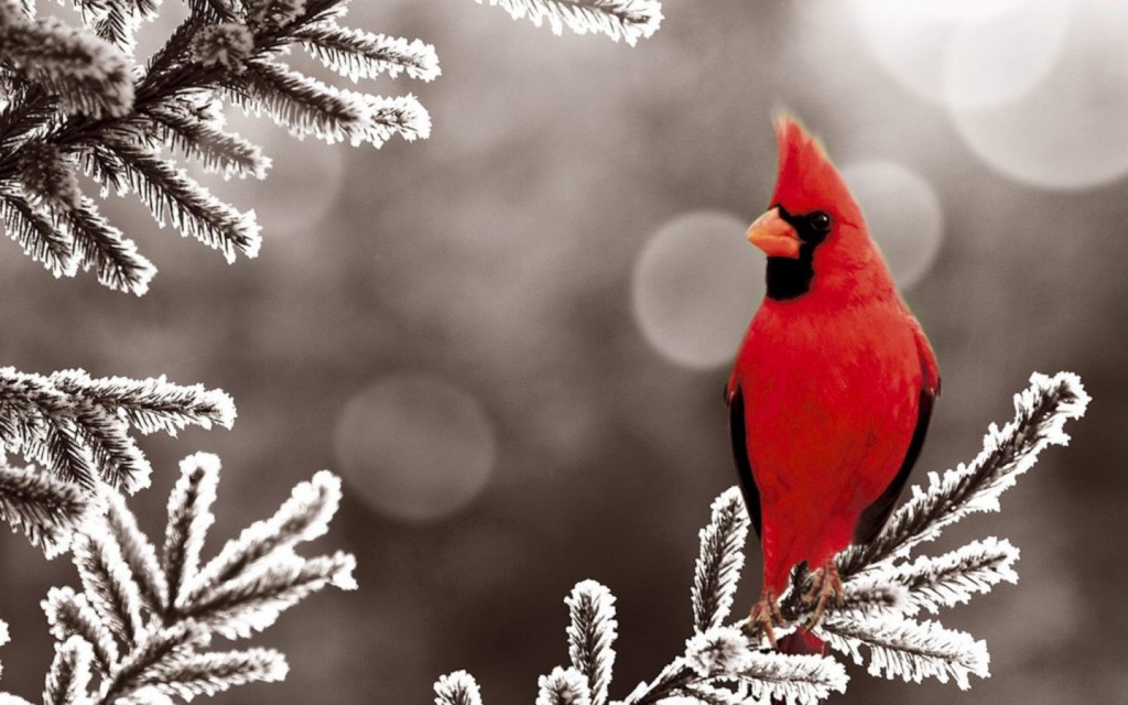 Birds In The Snow wallpapers HD