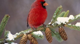 Birds In The Snow Desktop Wallpaper For PC