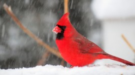 Birds In The Snow Photo