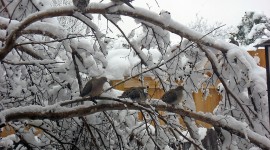 Birds In The Snow Wallpaper For Desktop
