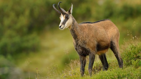 Chamois wallpapers high quality