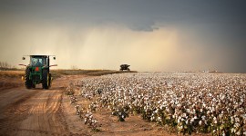 Cotton Picking Wallpaper Background