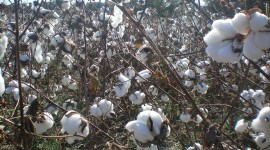 Cotton Picking Wallpaper Download