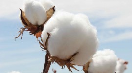 Cotton Picking Wallpaper For IPhone