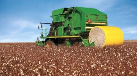 Cotton Picking Wallpaper For PC