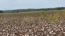 Cotton Picking Wallpaper High Definition