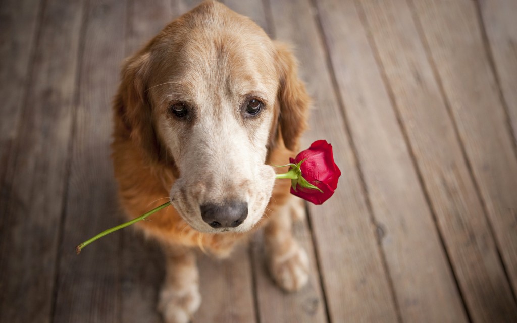 Dogs With Flowers wallpapers HD
