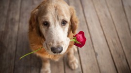 Dogs With Flowers Best Wallpaper