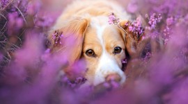 Dogs With Flowers Desktop Wallpaper
