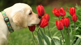 Dogs With Flowers Desktop Wallpaper For PC