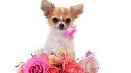 Dogs With Flowers Desktop Wallpaper HD