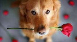 Dogs With Flowers Image Download