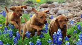 Dogs With Flowers Photo