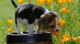 Dogs With Flowers Photo Download