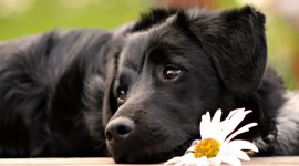 Dogs With Flowers Photo Free