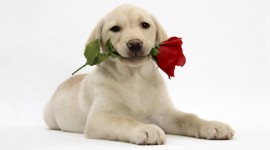 Dogs With Flowers Wallpaper 1080p