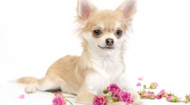 Dogs With Flowers Wallpaper