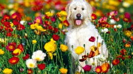 Dogs With Flowers Wallpaper Download
