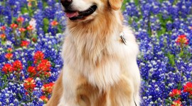 Dogs With Flowers Wallpaper For IPhone