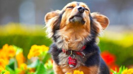 Dogs With Flowers Wallpaper For PC