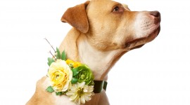 Dogs With Flowers Wallpaper Full HD