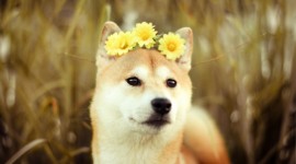 Dogs With Flowers Wallpaper Gallery