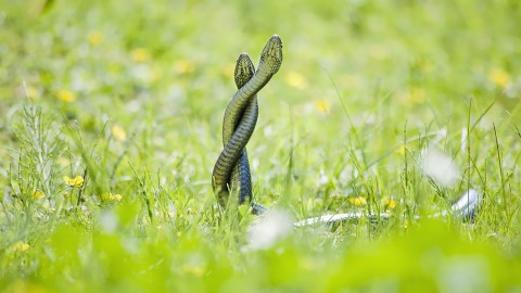 Grass Snake wallpapers high quality