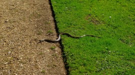 Grass Snake Photo Download