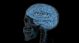 Head X-Ray Desktop Wallpaper For PC