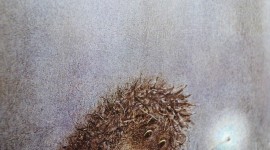 Hedgehog In The Fog Wallpaper For IPhone