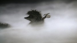 Hedgehog In The Fog Wallpaper Full HD