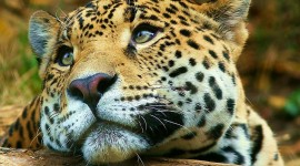 Jaguar Animal Desktop Wallpaper