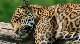 Jaguar Animal Desktop Wallpaper HD