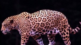Jaguar Animal Image