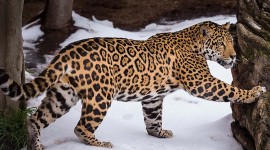 Jaguar Animal Photo Free#2