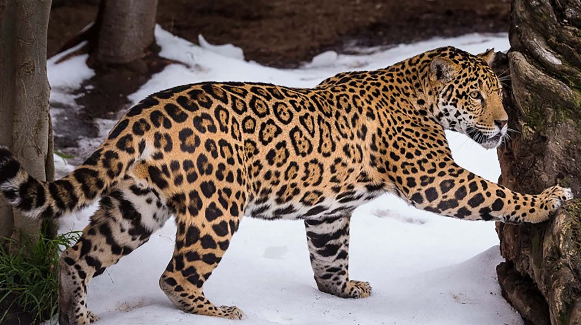 Jaguar Animal Wallpapers High Quality Download Free